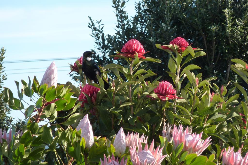 The Green House B&B Whitianga Exteriér fotografie